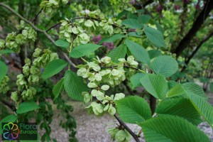 Ulmus glabra